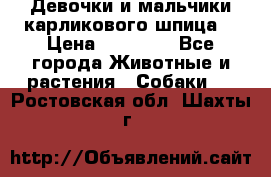 Девочки и мальчики карликового шпица  › Цена ­ 20 000 - Все города Животные и растения » Собаки   . Ростовская обл.,Шахты г.